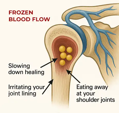 Ageless Shoulders Review